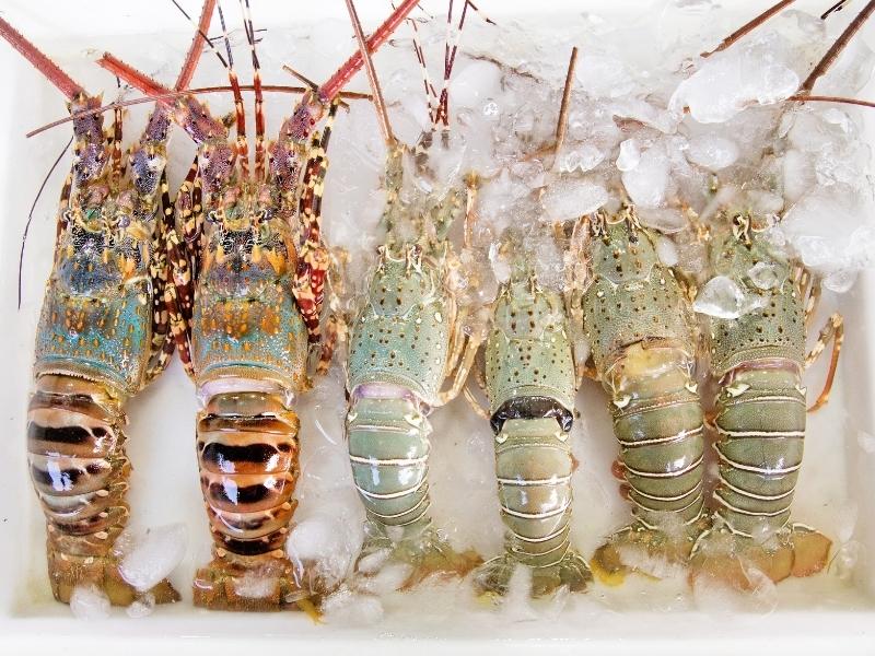 Caractéristiques du homard