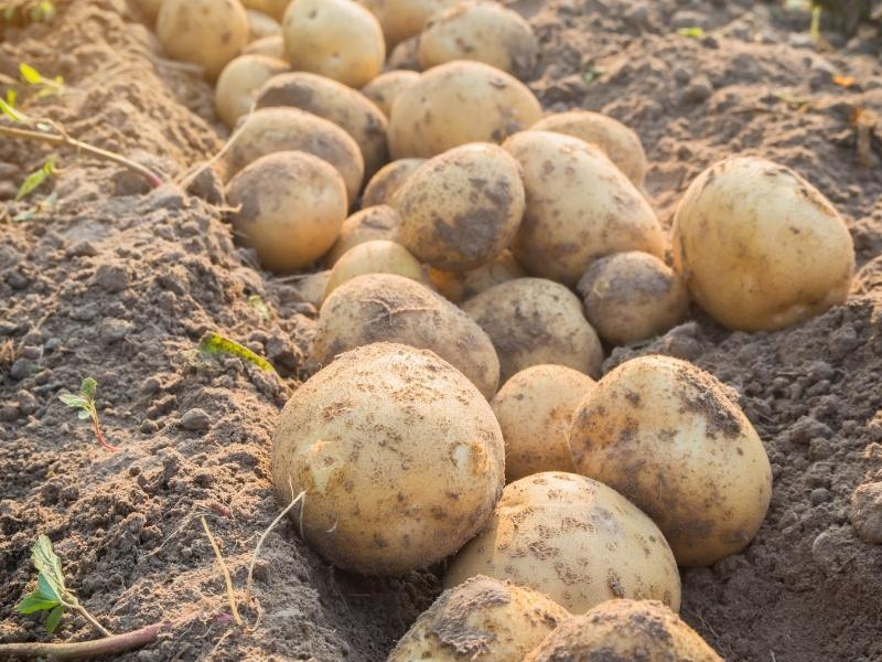 Combien de temps durent les pommes de terre crues