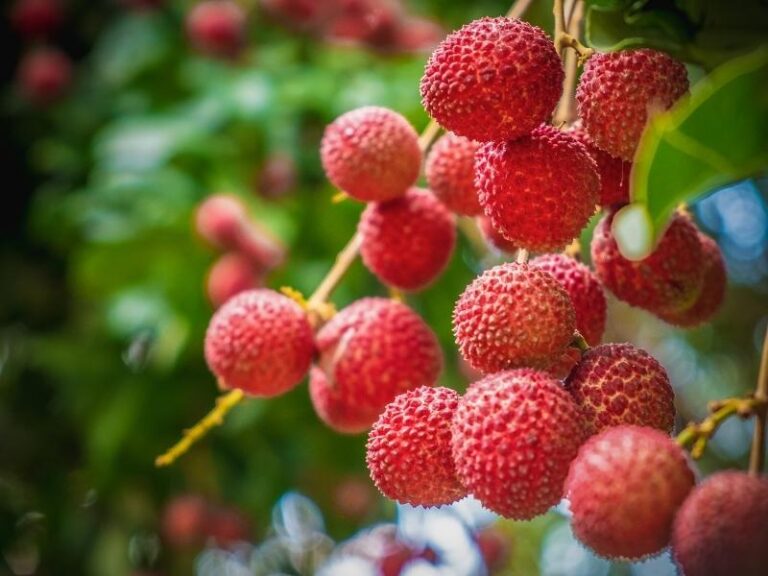 What is Lychee? Flavor Guide & Appearance