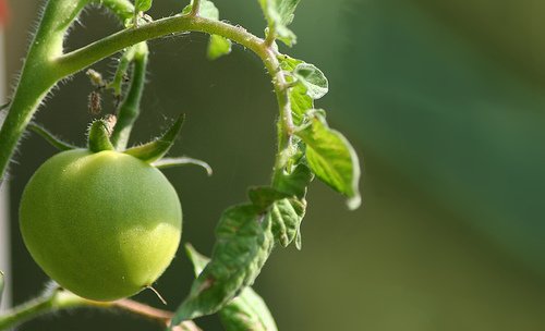 Cultiver des tomates