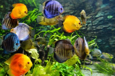 Est-ce que regarder des poissons soulage le stress?