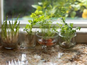 How Often Do You Water Herbs? A Guide to Watering Your Herbs