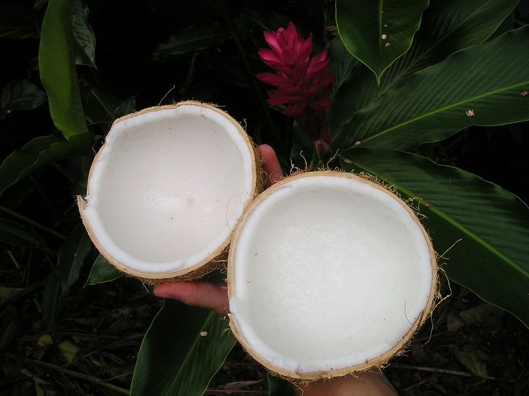 Tranches de noix de coco 